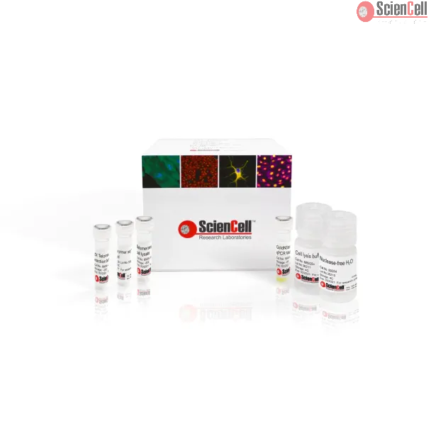 端粒酶活性定量 qPCR 检测试剂盒