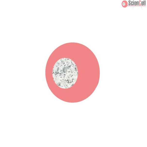 重组人OTUB1蛋白