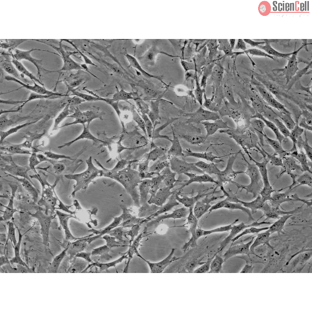小鼠小脑星形胶质细胞（MA-c）— 相差显微镜图像，200 倍放大
