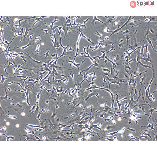 CD1 小鼠脊髓星形胶质细胞（MA-sc）— 相差显微镜图像，200 倍放大
