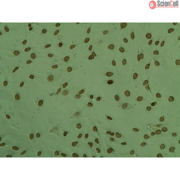 Colorimetric TUNEL Apoptosis Assay