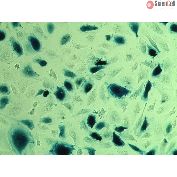 Beta-Galactosidase Colorimetric Assay (GalC), β-Galactosidase