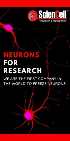 Neurons