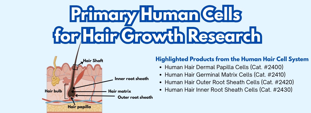Primary Human Cells for Hair Growth Research
