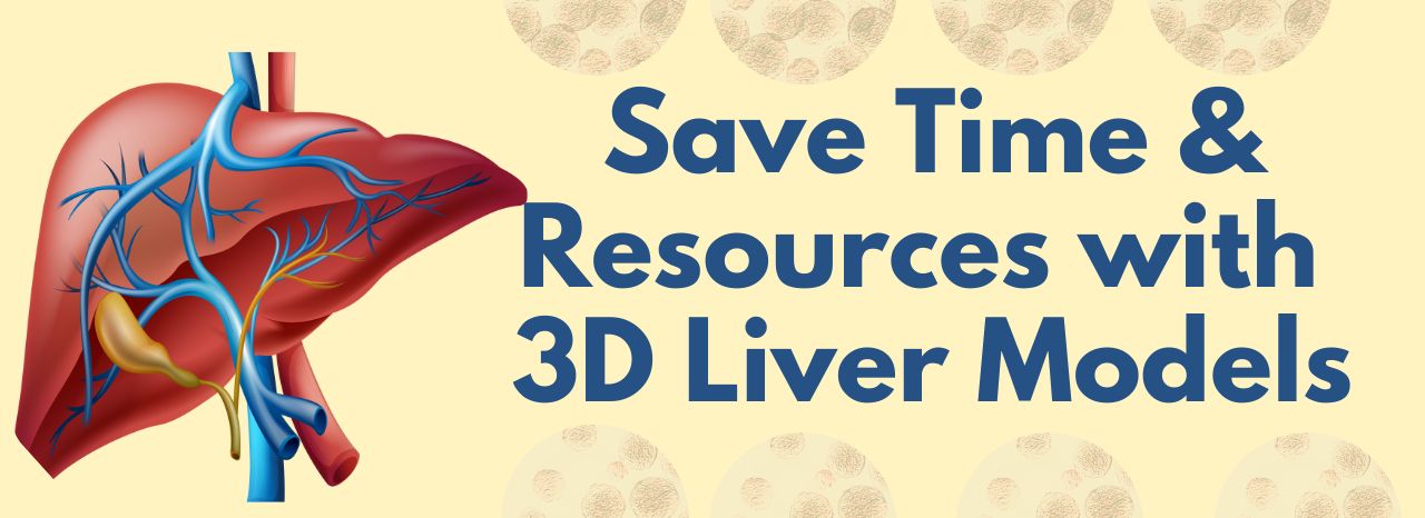 3D Liver Models