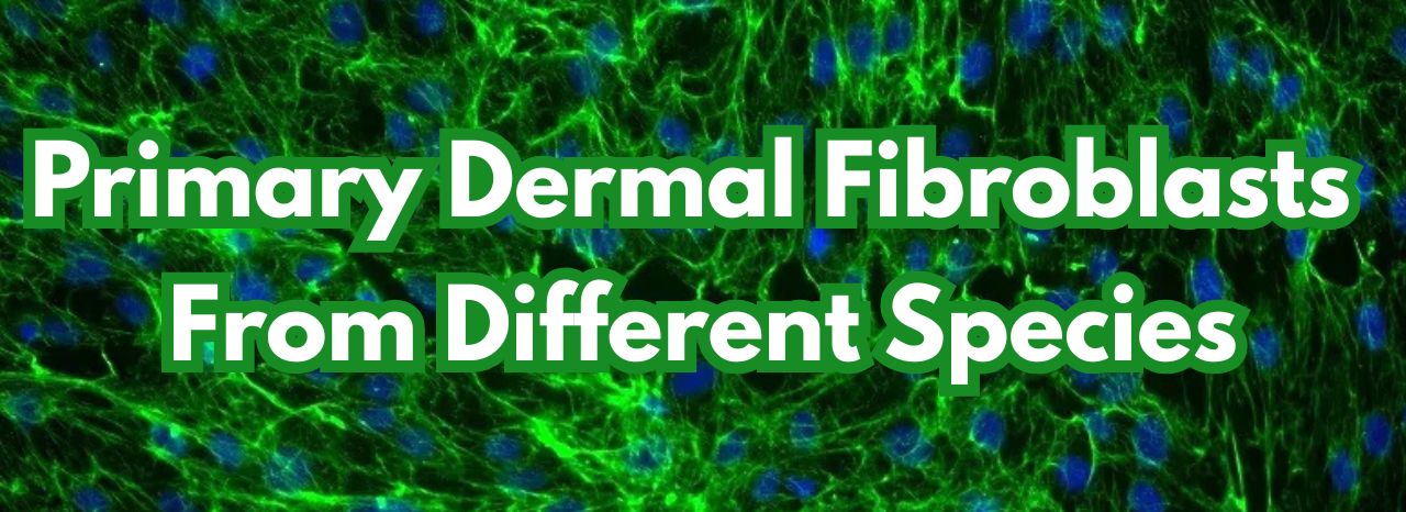 Primary Dermal Fibroblasts From Different Species