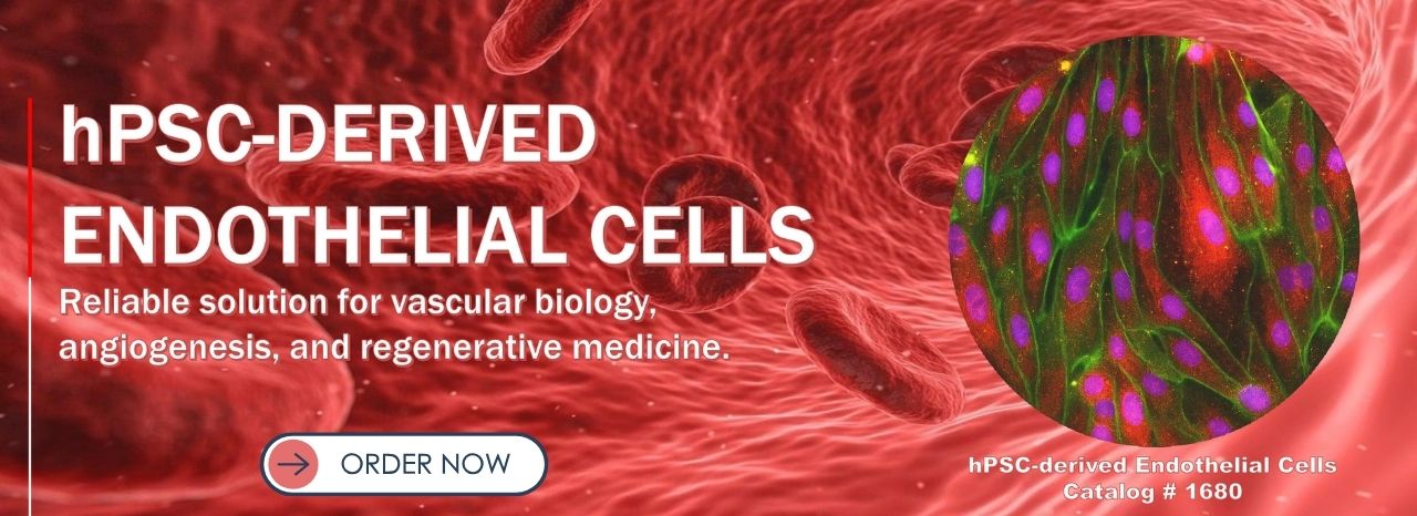 hPSC-derived Endothelial Cells