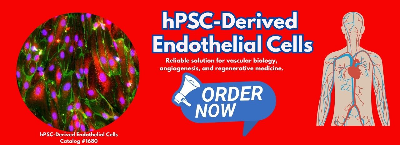 hPSC-Derived Endothelial Cells