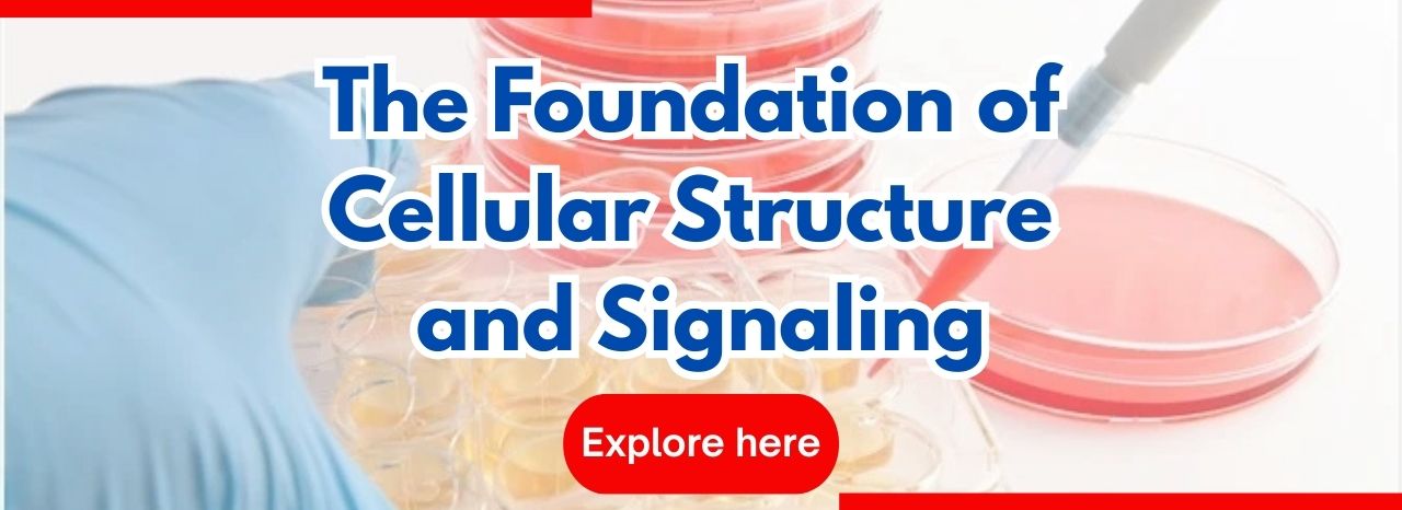 The Foundation of Cellular Structure and Signaling