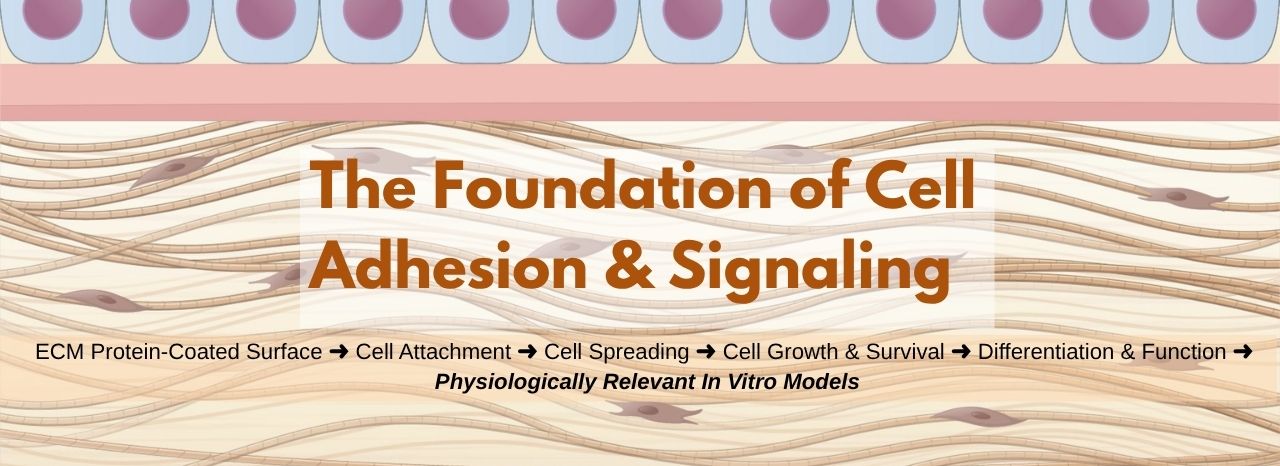Foundation of Cell