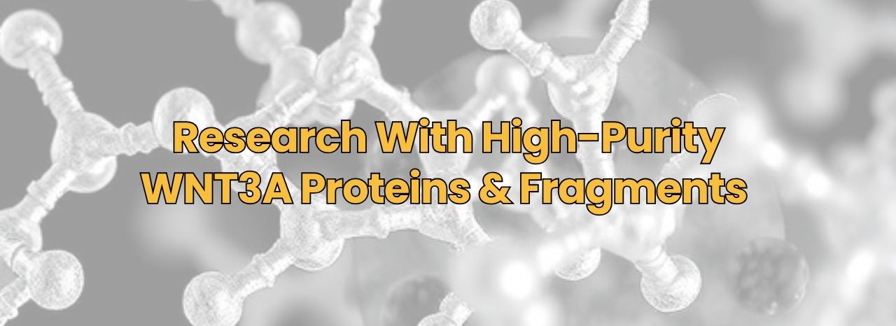 High Purity WNT