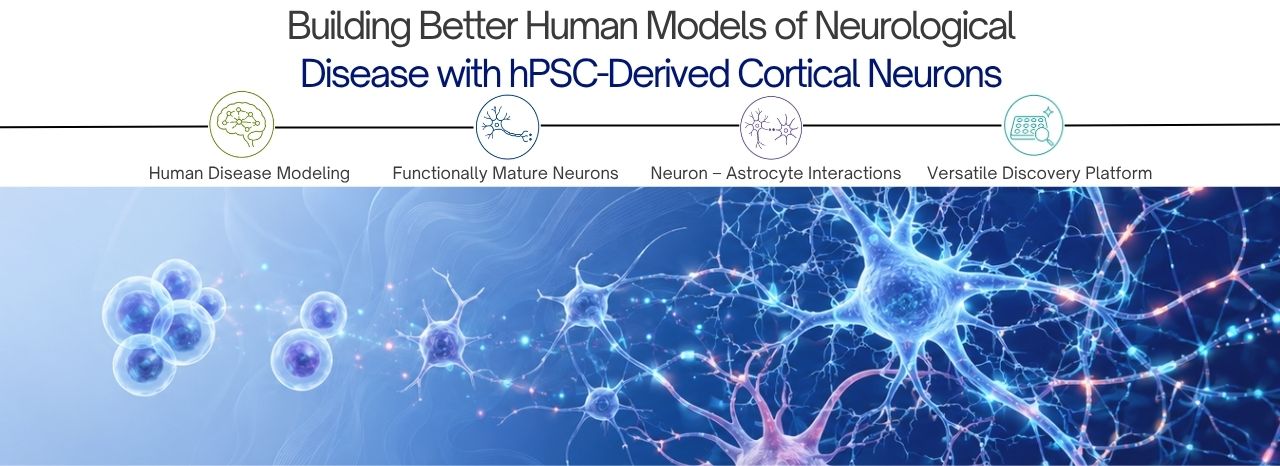 hPSC-Derived Cortical Neurons