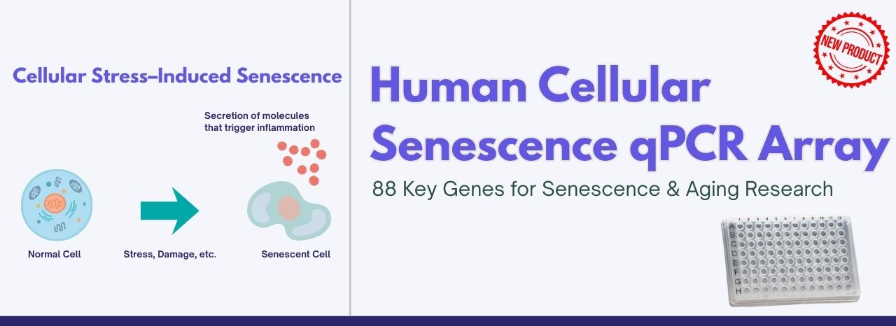 Human Cellular Senescence qPCR Array 