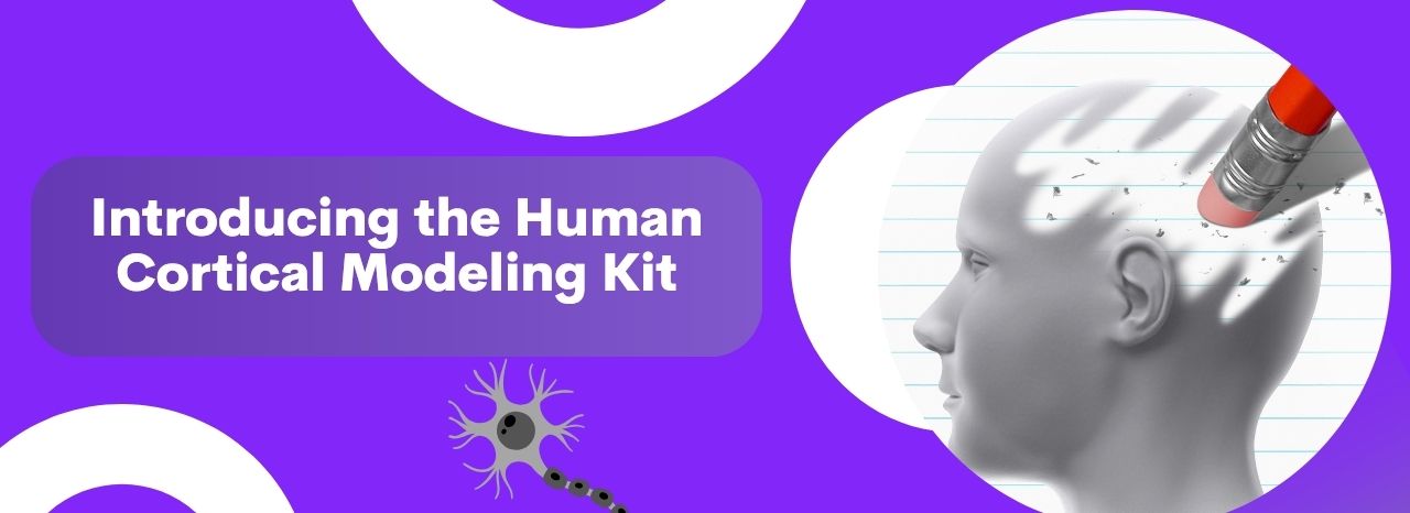 Human Cortical