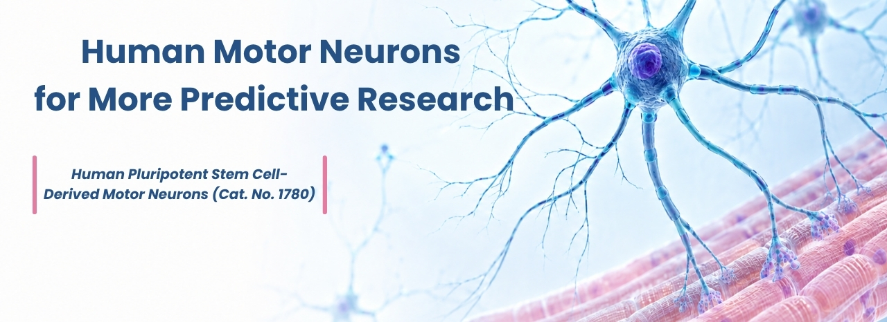 Human Motor Neurons