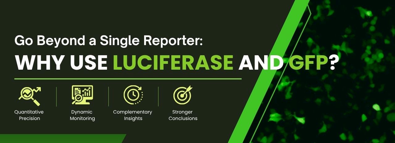 Luciferase and GFP