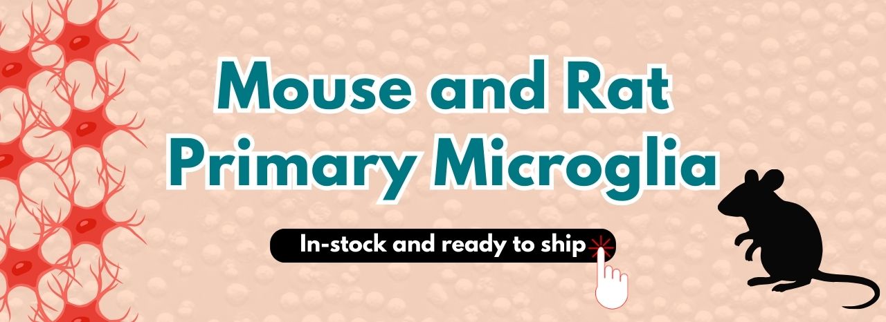 Mouse and Rat Primary Microglia