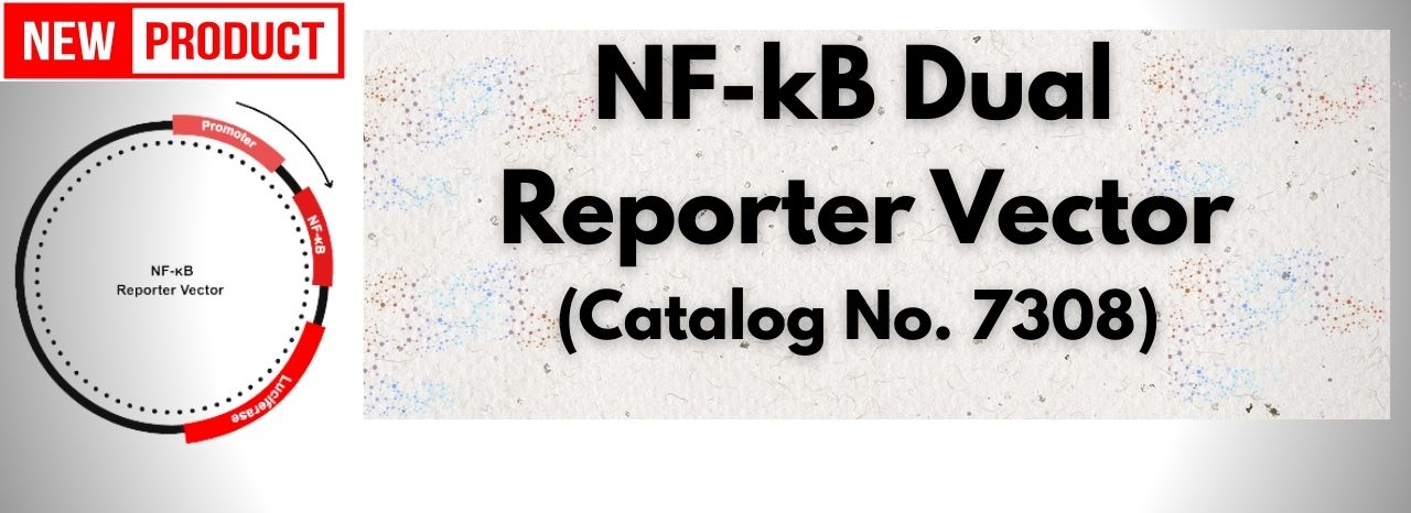 NF-κB Dual Reporter Vector