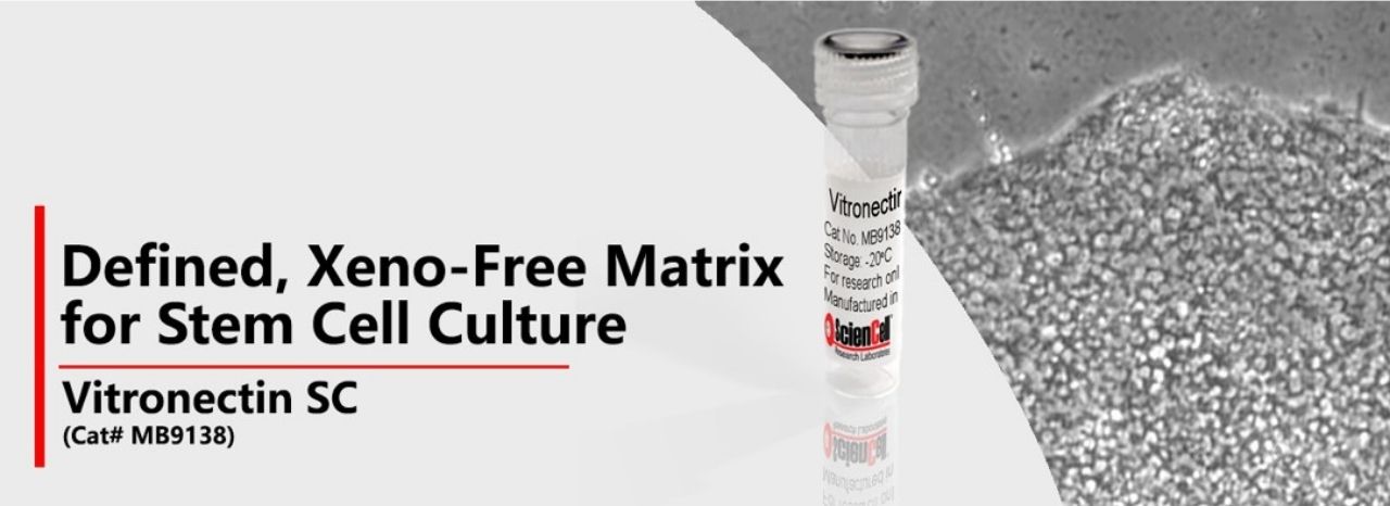 Vitronectin SC