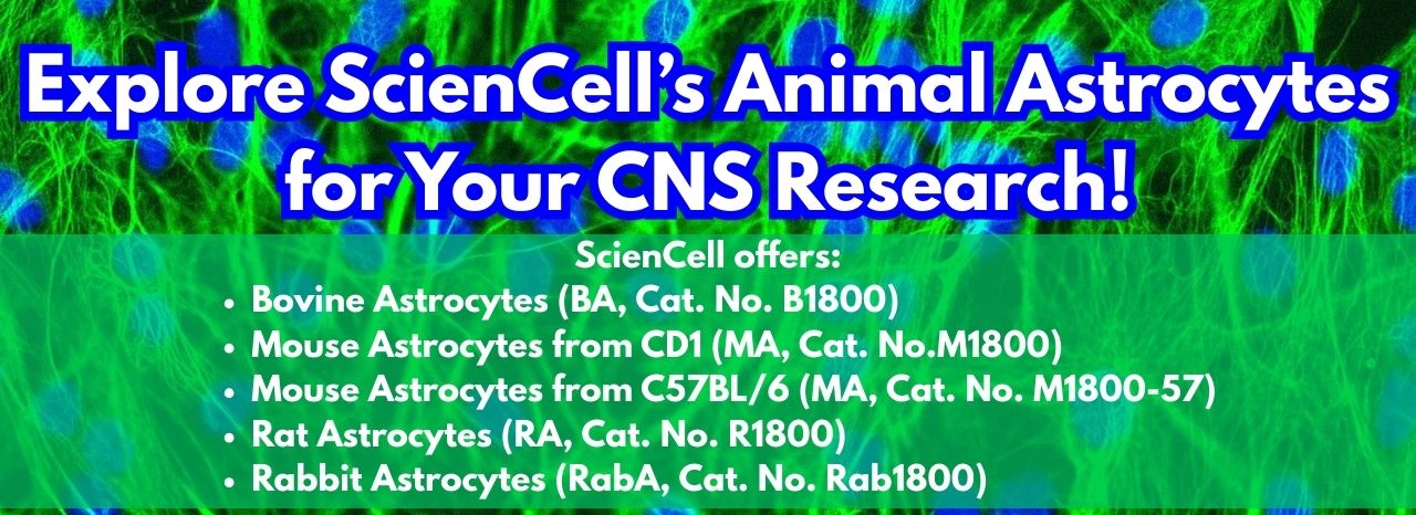 Animal Astrocytes for your CNS Research
