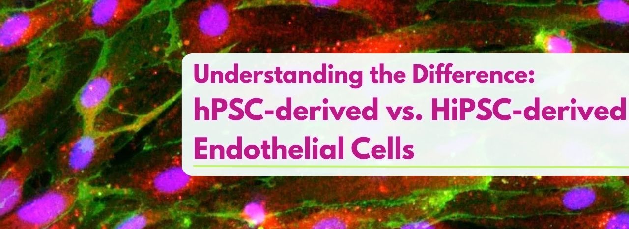 Understanding the Difference: hPSC-derived vs. HiPSC-derived Endothelial Cells