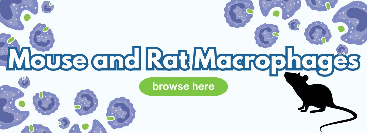 Mouse and Rat Macrophages