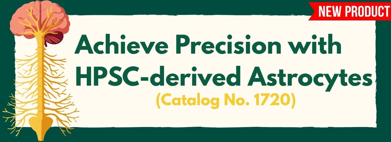 HPSC-derived Astrocytes