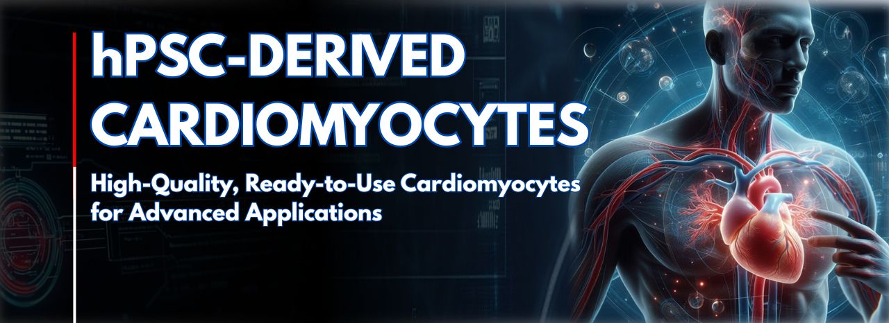 hPSC Derived Cardiomyocytes