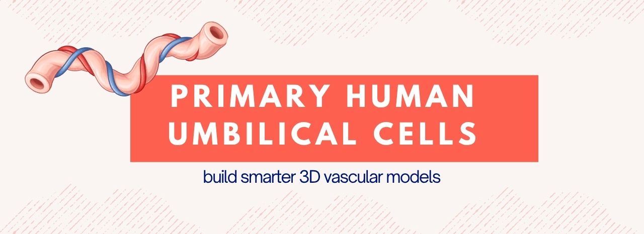 Primary Human Umbilical Cells