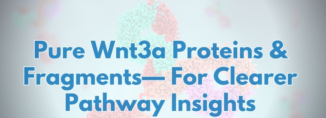 Pure Wnt3a Proteins & Fragments-For Clearer Pathway Insights