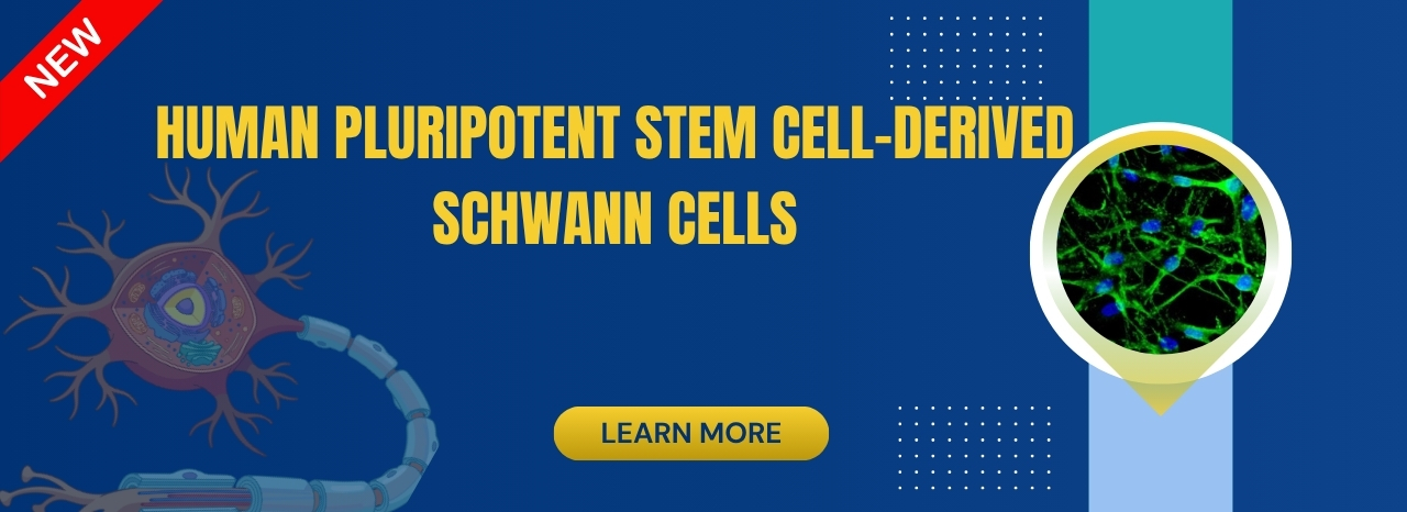 Schwann Cells