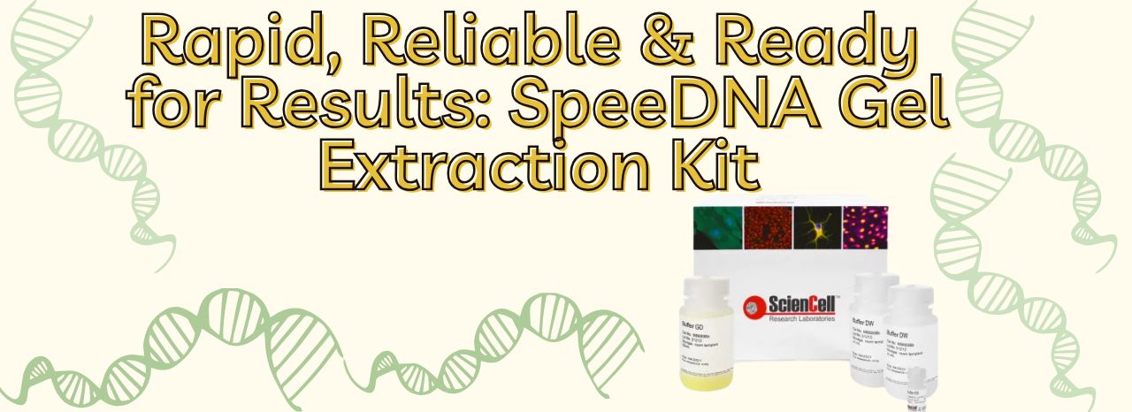 Rapid, Reliable, and Ready for Results: SpeeDNA Gel Extraction Kit