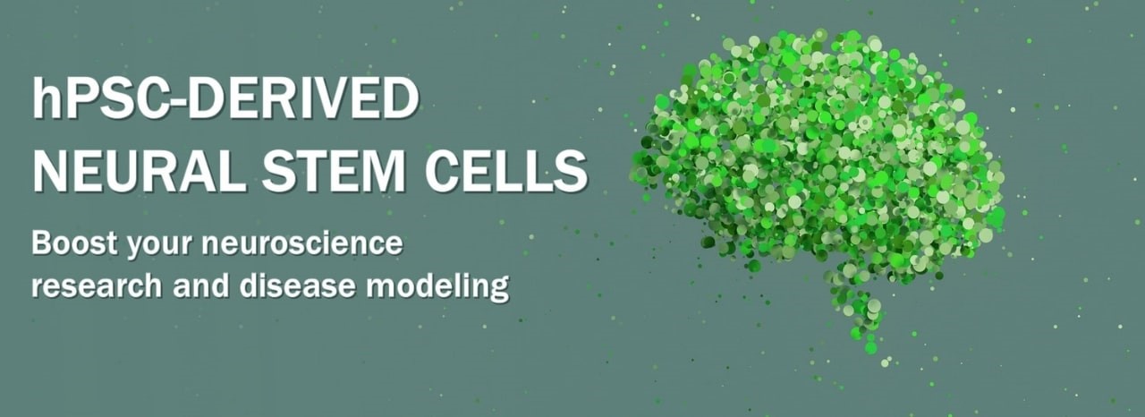 hPSC-derived neural stem cells