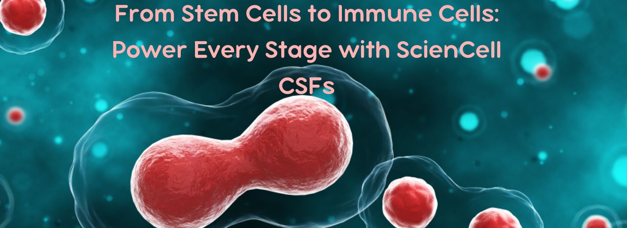 Stem Cells to Immune Cells