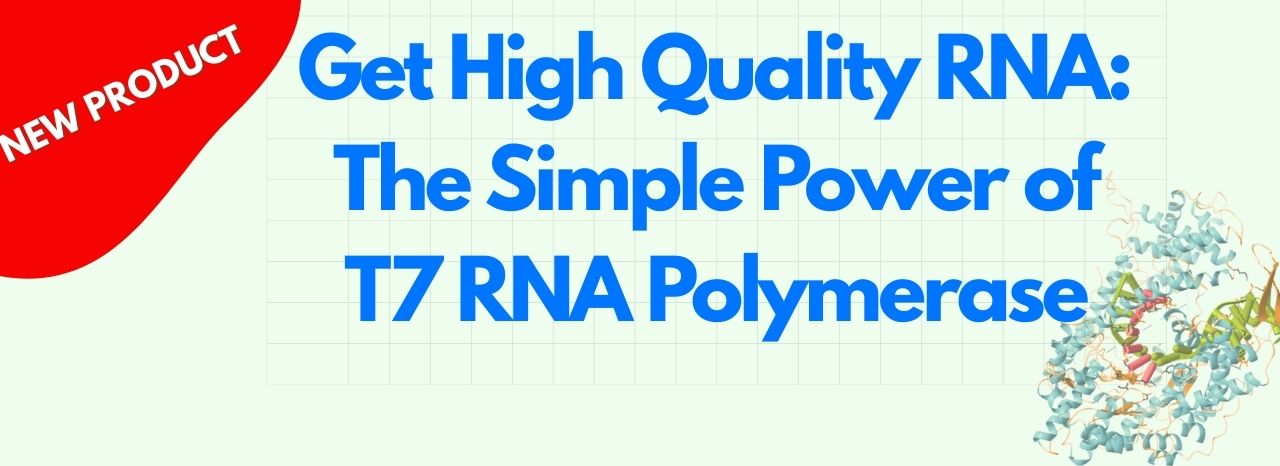 T7 RNA Polymerase