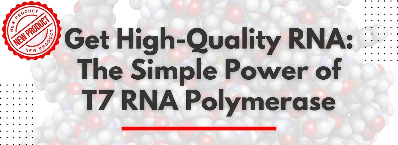 T7 RNA Polymerase