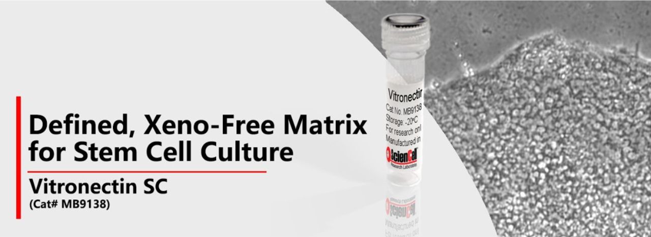Vitronectin SC