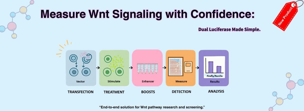 TCF/LEF Dual Reporter Vector