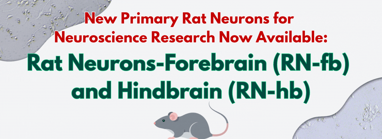 New Primary Neurons for Neuroscience Research