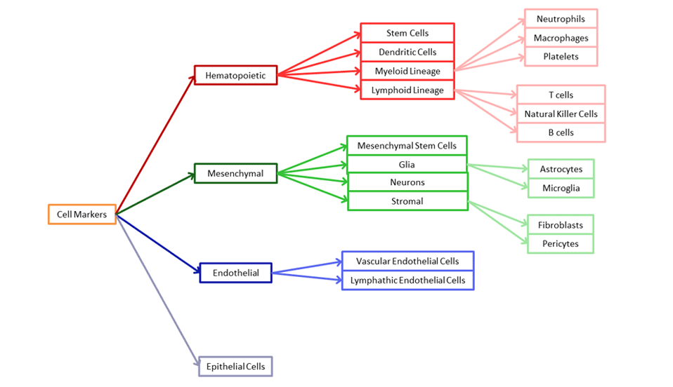 Cell Markers