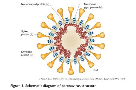 coronablog