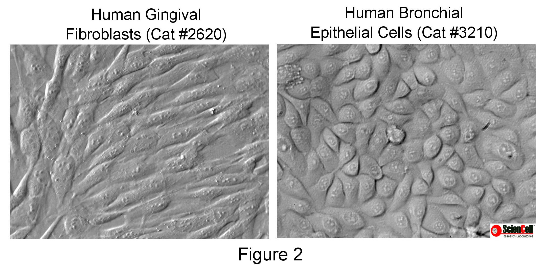 figure-2-final-logo