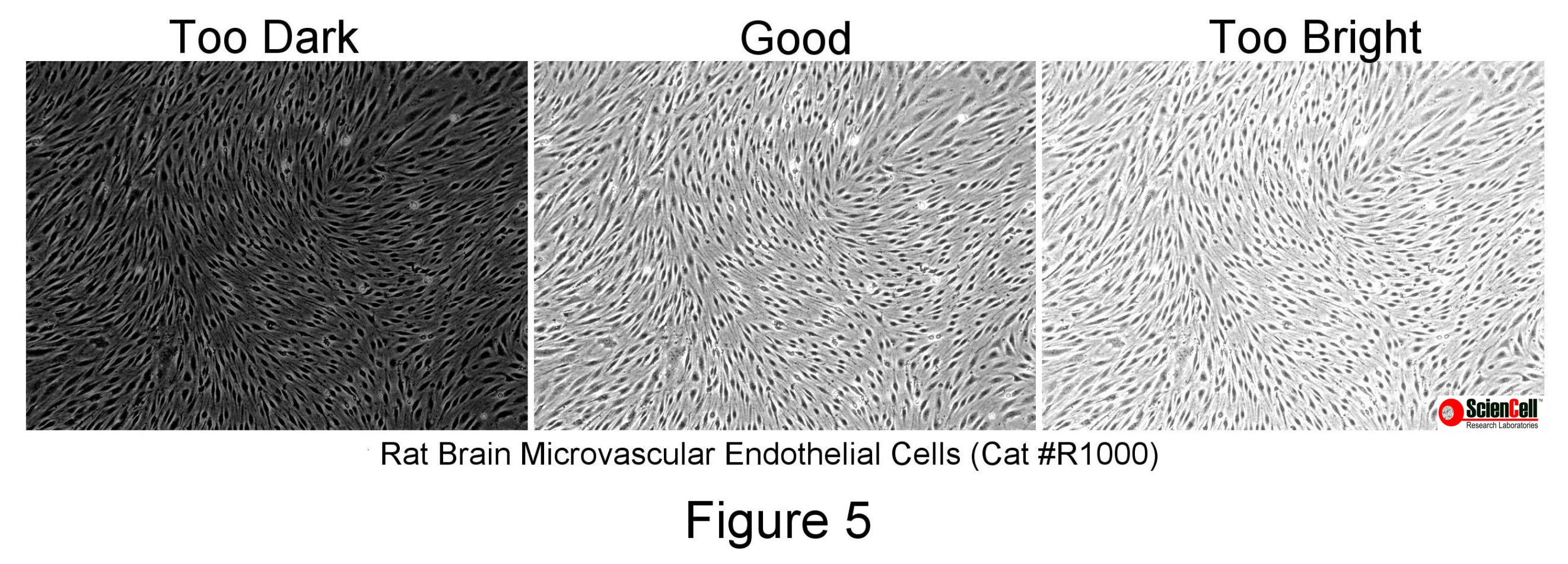 figure-5-final-logo
