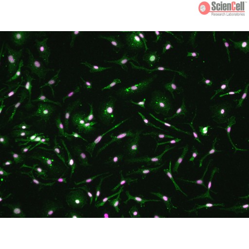 Mouse Microglia from CD1 #M1900