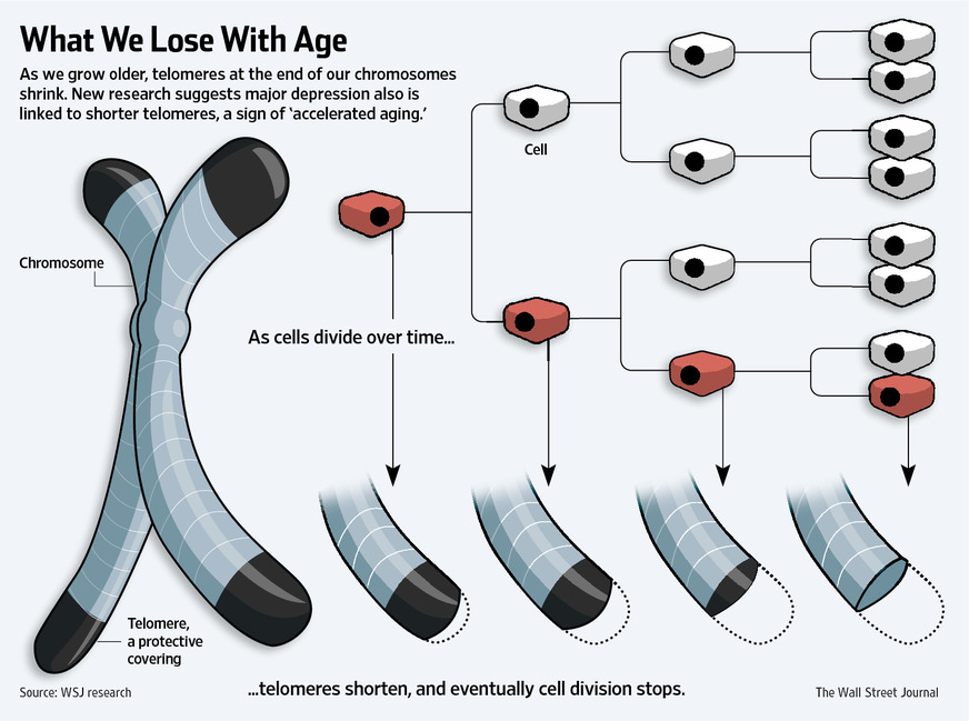 telomere lenght