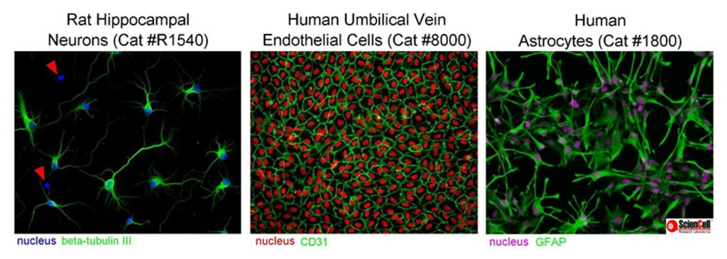 cells_purity