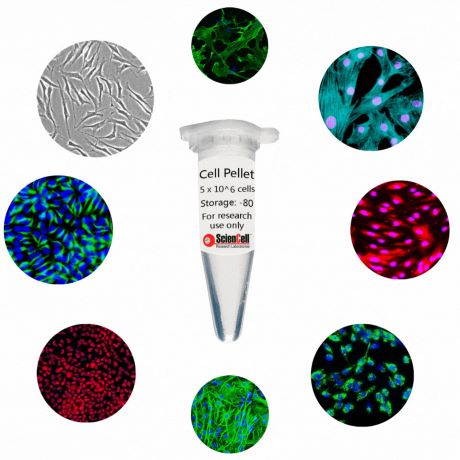 Browse our Cell Pellets