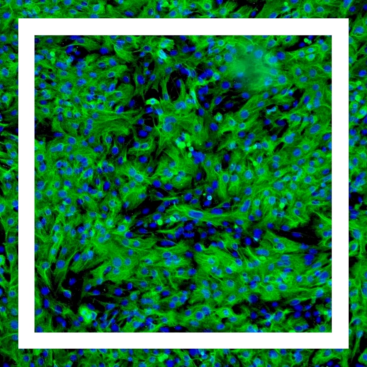 Human Hepatocytes