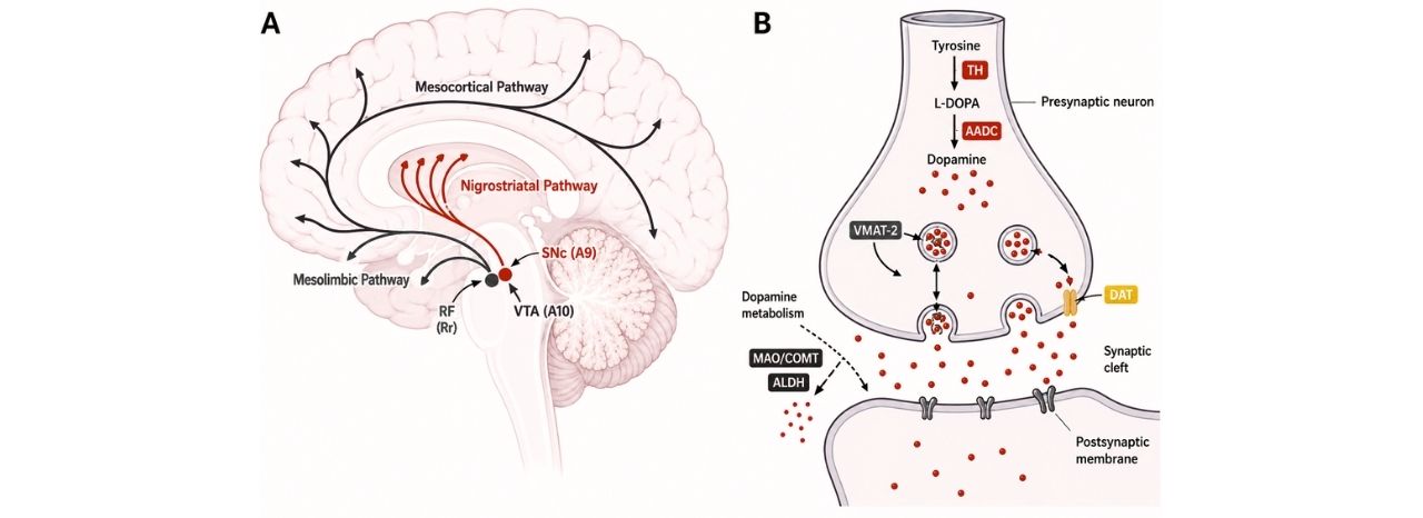 Parkinson Disease Model Blog Diagram
