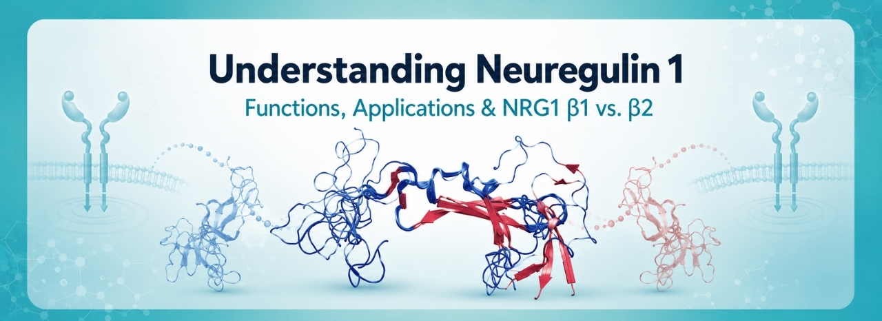 Neuregulin